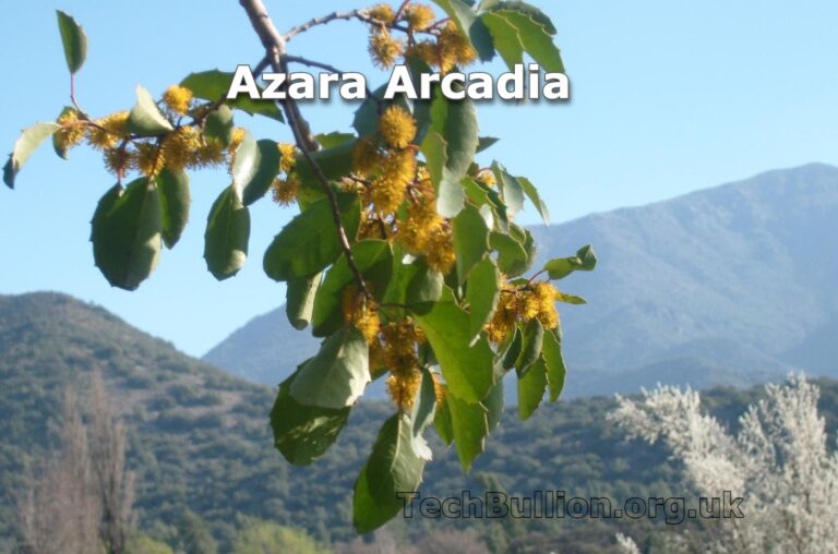 Azara Arcadia: Exploring the Latest Trends in Fashion