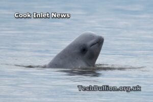 Cook Inlet News