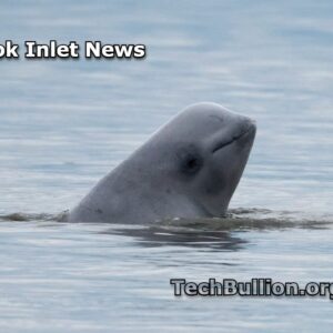 Cook Inlet News