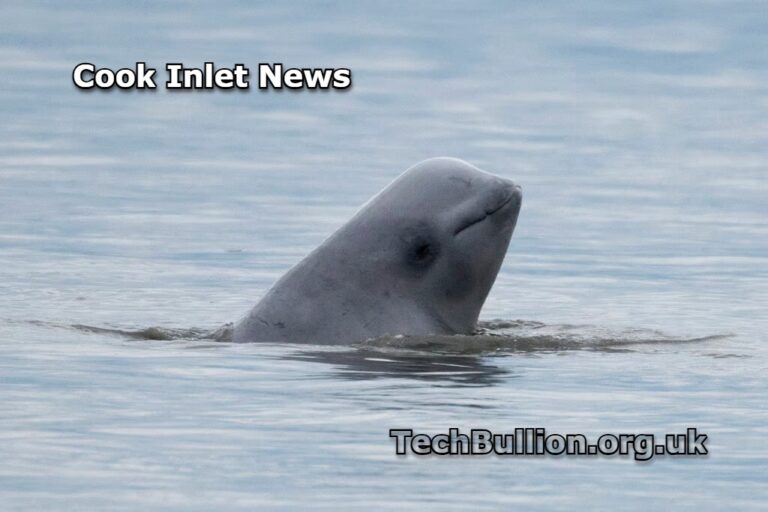 Cook Inlet News: Latest Updates and Developments in 2025