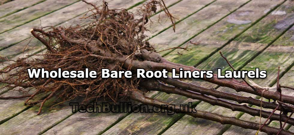 Wholesale Bare Root Liners Laurels